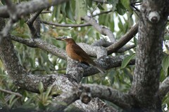 Turdus grayi
