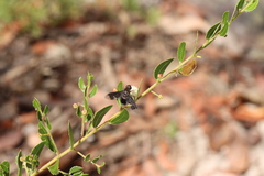 Acacia hispidula