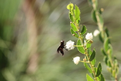 Acacia hispidula
