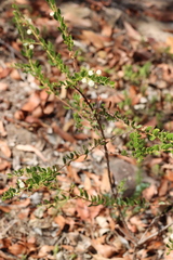 Acacia hispidula