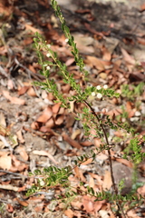Acacia hispidula
