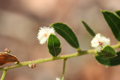 Acacia hispidula