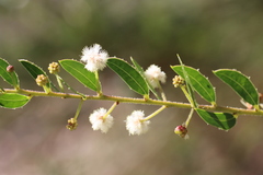 Acacia hispidula