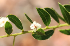 Acacia hispidula