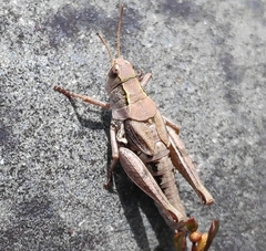 Phaulacridium marginale