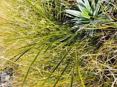Aciphylla colensoi