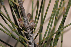 Casuarina obesa