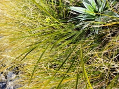 Aciphylla colensoi