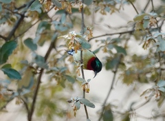 Aethopyga christinae