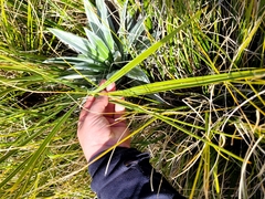 Aciphylla colensoi