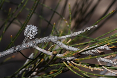 Casuarina obesa