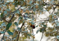 Aethopyga christinae