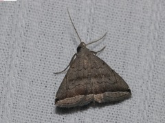 Lysimelia neleusalis