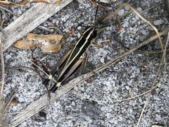 Macrotona australis