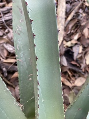 Agave palmeri