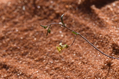 Goodenia occidentalis