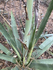 Agave palmeri