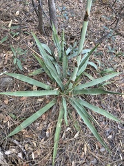 Agave palmeri