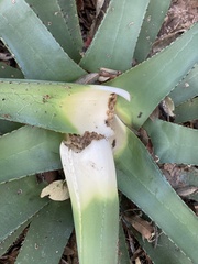 Agave palmeri