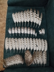Bubo scandiacus