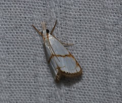Pseudargyria interruptella