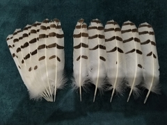 Bubo scandiacus
