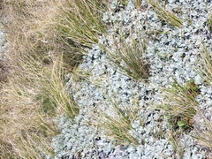 Argyrophenga janitae