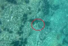 Epinephelus labriformis