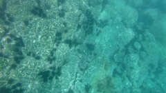 Epinephelus labriformis