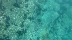 Epinephelus labriformis