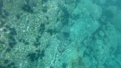 Epinephelus labriformis