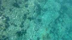 Epinephelus labriformis