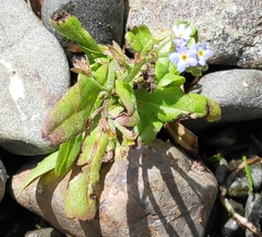 Myosotis laxa