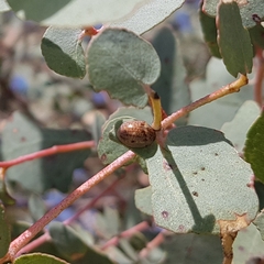 Paropsisterna m-fuscum