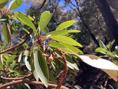 Arbutus arizonica