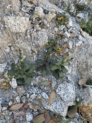 Senecio mohavensis