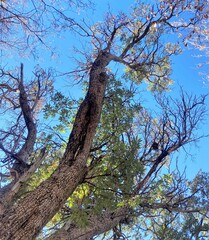 Arbutus arizonica