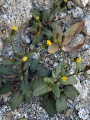 Senecio mohavensis