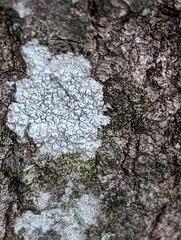 Fungi