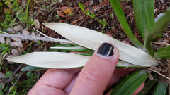 Celmisia spectabilis