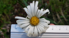 Celmisia spectabilis