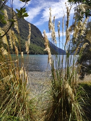 Austroderia richardii