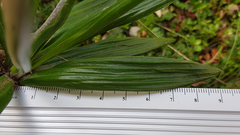 Celmisia spectabilis