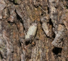 Tyrolimnas anthraconesa