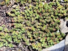 Kelleria laxa