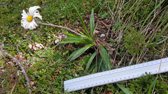 Celmisia spectabilis