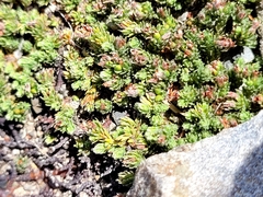 Kelleria laxa