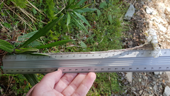 Celmisia spectabilis