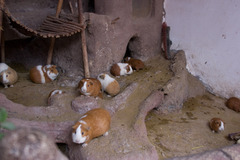 Cavia porcellus
