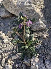Phacelia crenulata minutiflora